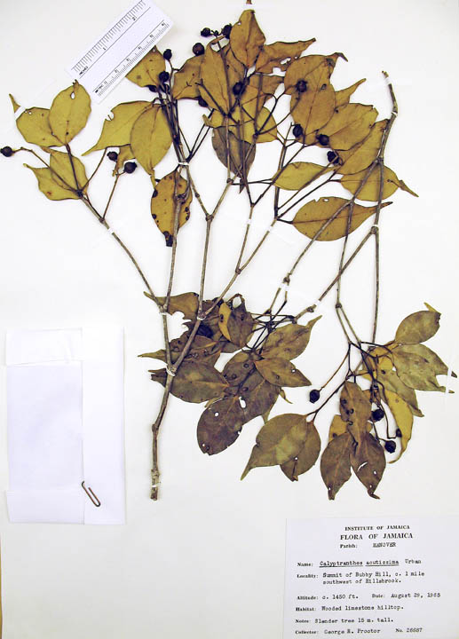 Calyptranthes acutissima image