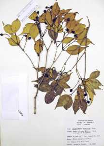 Image of Calyptranthes acutissima