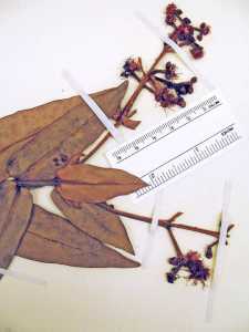 Calyptranthes bartlettii image