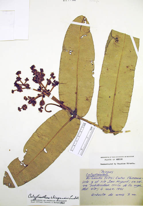Calyptranthes chiapensis image