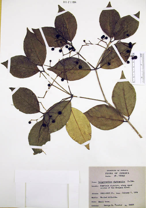 Calyptranthes chytraculia image