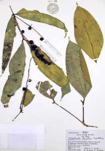 Image of Calyptranthes densiflora