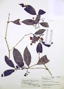 Image of Calyptranthes eugeniopsoides