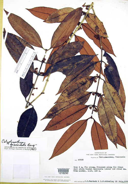 Calyptranthes fasciculata image