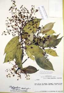 Calyptranthes florifera image