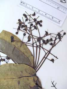 Calyptranthes forsteri image