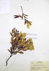 Image of Calyptranthes hondurensis
