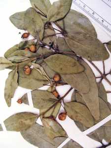 Calyptranthes hondurensis image