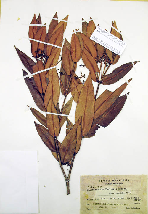 Calyptranthes karlingii image