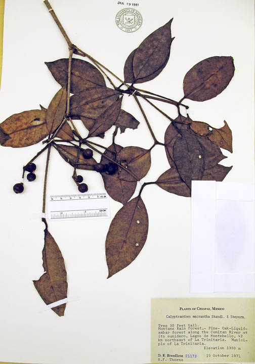 Calyptranthes macrantha image