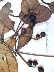 Calyptranthes macrantha image