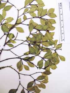 Calyptranthes microphylla image