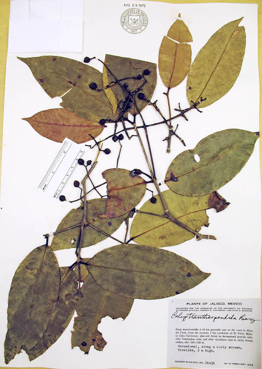 Calyptranthes pendula image