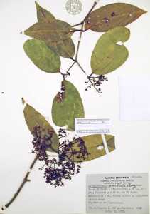 Calyptranthes pendula image