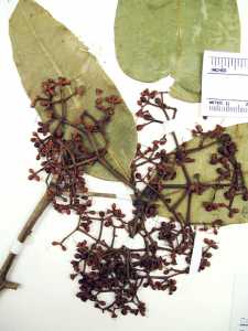 Calyptranthes pendula image