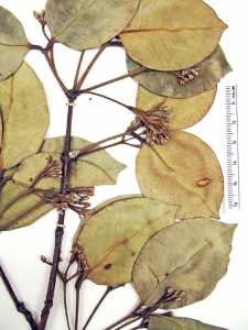 Calyptranthes pittieri image