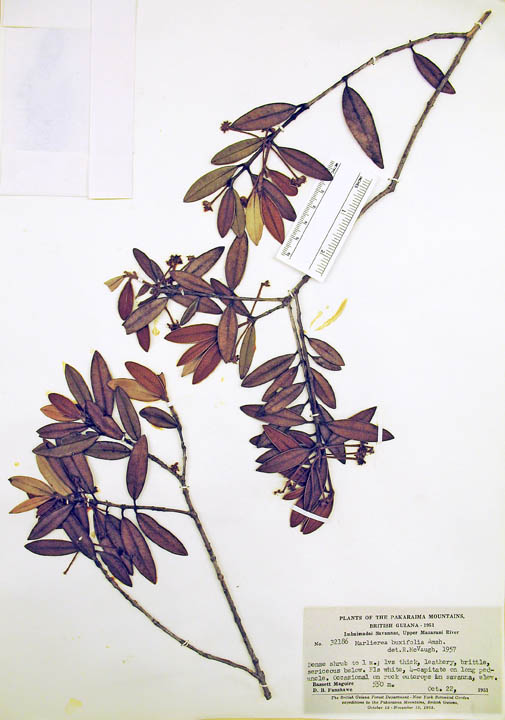 Marlierea buxifolia image