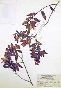 Image of Marlierea buxifolia