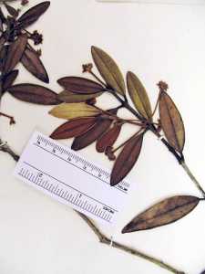 Marlierea buxifolia image