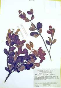 Marlierea buxifolia image