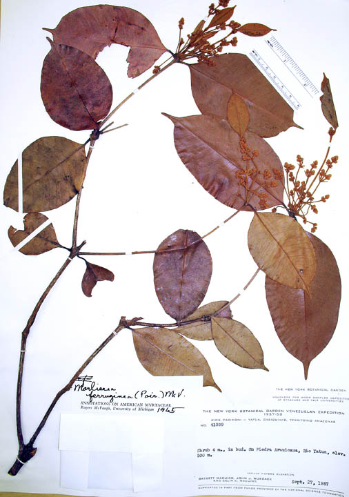 Marlierea ferruginea image