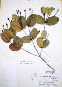 Media resource of Mitranthes nivea