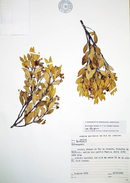 Myrceugenia alpigena image
