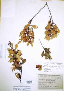 Image of Myrceugenia bracteosa