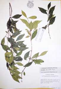 Image of Myrceugenia cucullata