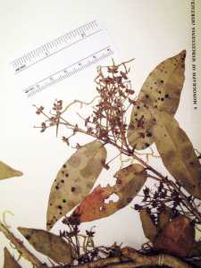 Myrceugenia fernandeziana image