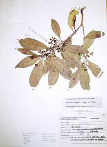 Image of Myrceugenia kleinii
