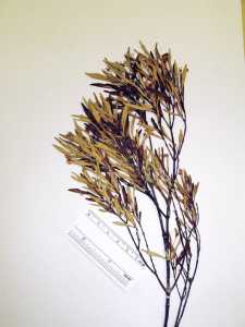 Myrceugenia hatschbachii image