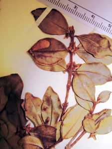 Myrceugenia leptocalyx image