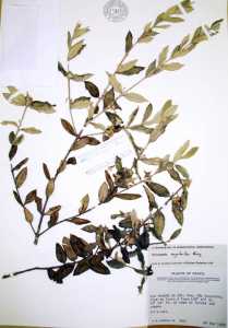 Image of Myrceugenia myrtoides