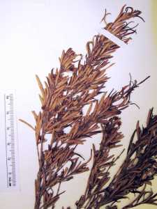 Myrceugenia smithii image