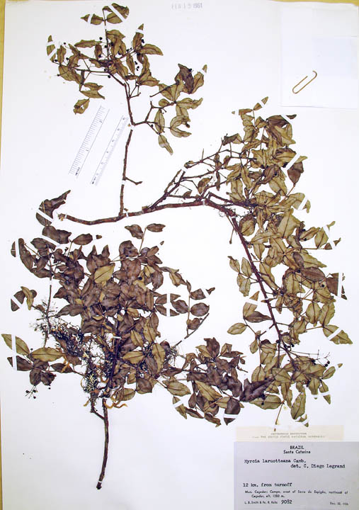 Myrcia laruotteana image
