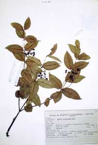 Myrcia laruotteana image