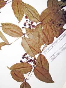 Myrcia laruotteana image