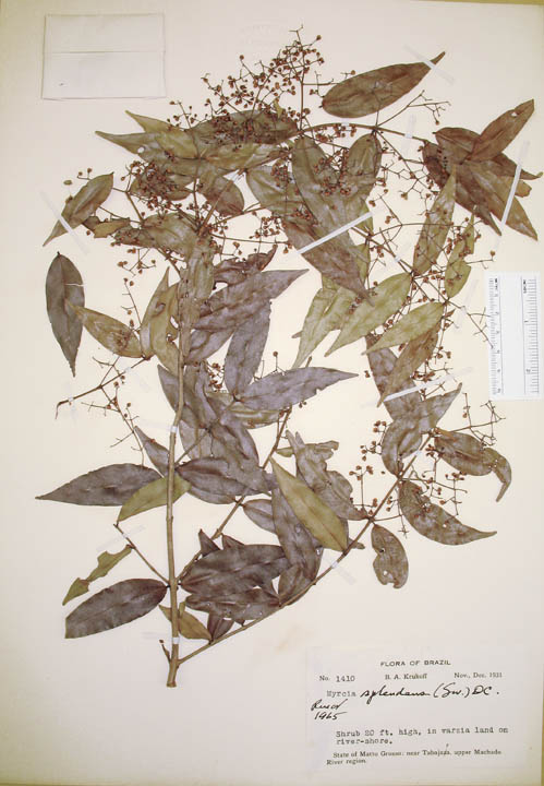 Myrcia splendens image