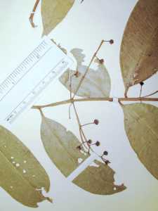 Myrcia subglabra image