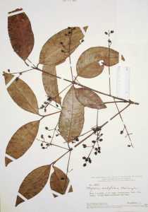 Myrcia subglabra image