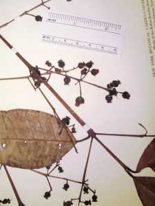 Myrcia subglabra image