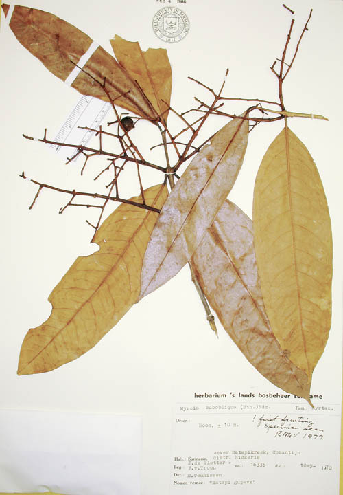 Myrcia subobliqua image