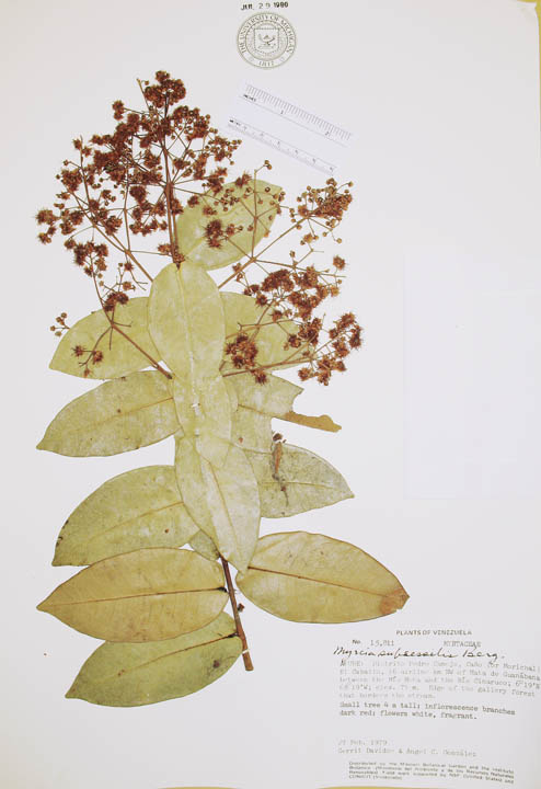 Myrcia subsessilis image