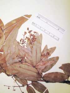 Myrcia subsessilis image