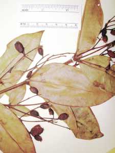 Myrcia subsessilis image