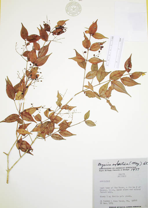 Myrcia sylvatica image