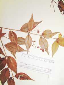 Myrcia sylvatica image