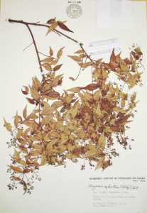 Myrcia sylvatica image