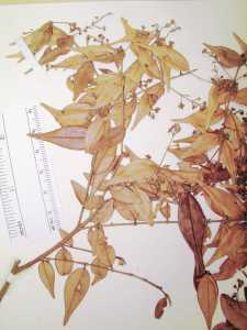Myrcia sylvatica image